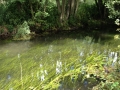 The River Pang