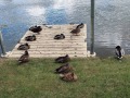 29/09/21. Ducks resting near Wallingford..