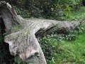 30/09/23. Twisted tree trunk at Moor Copse nature reserve.