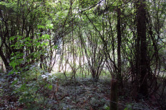 Autumn Walks 2015