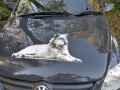 09/11/21. Nr Bradfield Southend -Wolf sanctuary owners car logo.