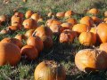 28/11/21. Field of Pumpkins nr Aldermaston.