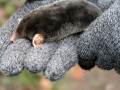 24/11/21. Mole found nr Ipsden.