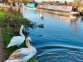 01/12/21.  K&A canal - Nr Burghfield Lock & Calcot Mill.