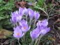 18/02/23.   Signs of Spring. Linear Pk, Calcot.
