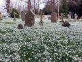 19/02/23. Snowdrops at Swyncombe Churchyard,