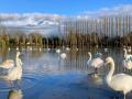 05/02/21. Christchurch Meadows in flood by Jane Woodhead.