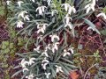 23/02/21. Snowdrops in Sulham Churchyard. Photo by Diana Lincoln.