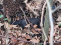 26/12/20. Mink on bank of stream nr Caversham Lock  taken by Michael Howes.