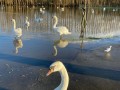 05/02/21. Christchurch Meadows in flood by Jane Woodhead.