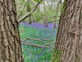 29/04/21 Between Tidmarsh & Sulham bluebells in Woods.