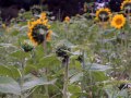 Sunflowers nr Hermitage.