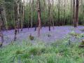 13/05/21.Bluebells at  Rushalls Fm.