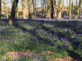 21/04/21. Bluebells at Pangbourne College.