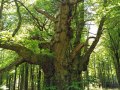 24/05/23. Bedwyn. An ancient Sweet Chestnut tree.