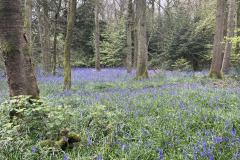 Bluebell walk