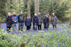 Bluebell walk