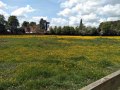 08/05/22. Buttercups on Cholsey, S Moreton & Blewburton Hill walk.