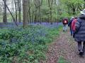 01/05/22. Checkendon Bluebell walk.