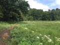 26/6/2019 River Embourne, West Berks, 5 miles