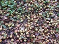 3/11/19. Crab apples in autumn, R Kennet..