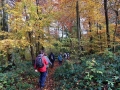 10/11/19, Nr Woodcote,  Chiltern beech woods. 6 miles.