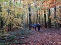 10/11/19, Nr Woodcote,  Chiltern beech woods. 6 miles.