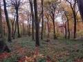 23 November 2019. Beech woods nr Woodcote,